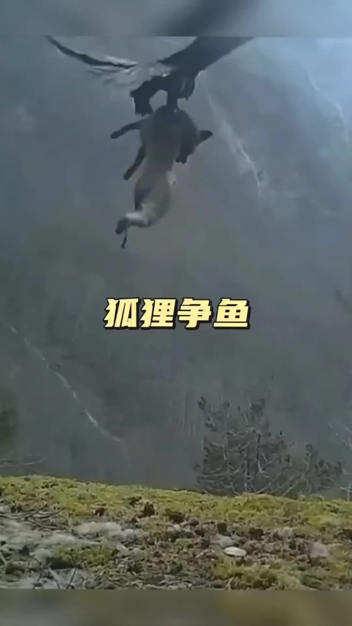 狐狸抢鱼 狐狸抢到了鱼，却丢掉了生命