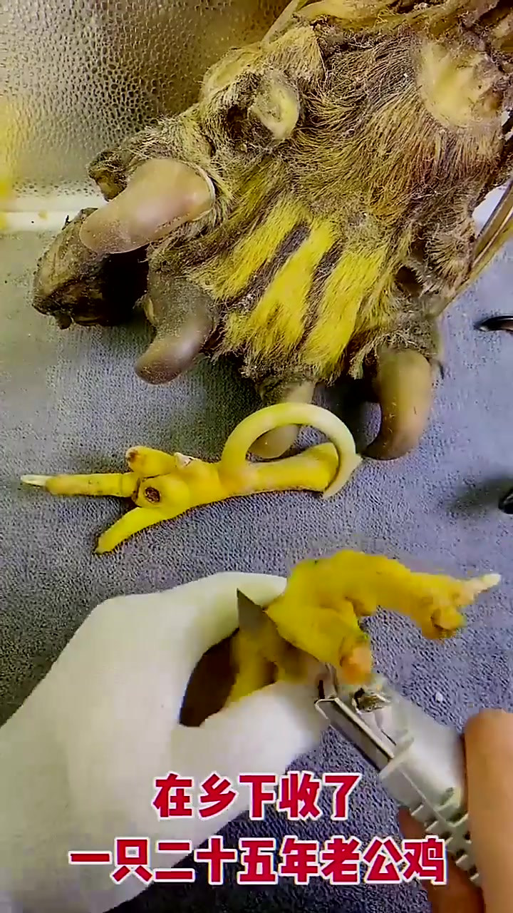 鸡爪的艺术,这个老的公鸡爪子,有人见过吗?