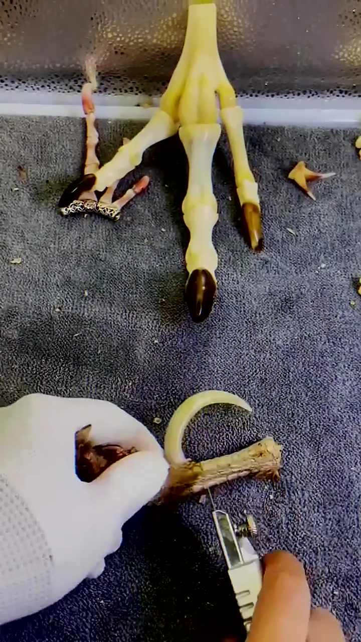 文玩鸡爪骨 文玩鸡蹬子 这么漂亮的鸡爪子你玩过吗?