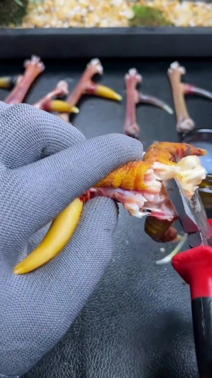 文玩鸡爪骨怎么处理?生的毛爪加工制作的流程,大家看一下