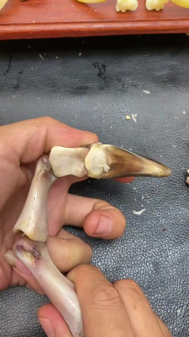 文玩鸡爪骨,有人见过吗?