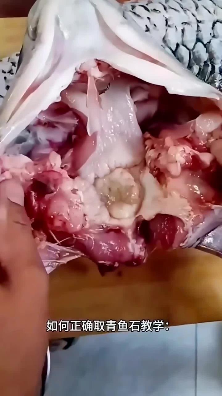了解青鱼石的正确用法,这段视频完美解析!
