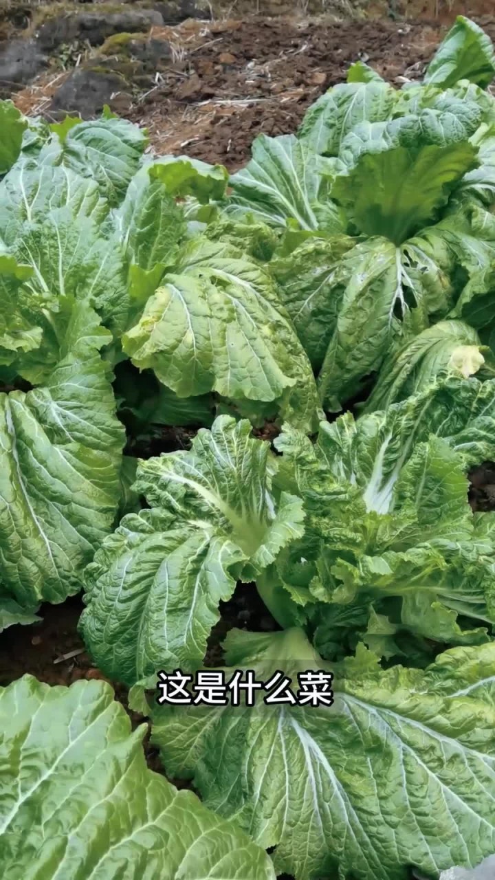 实拍春节农村菜园15种常见蔬菜,看看你能认出几种