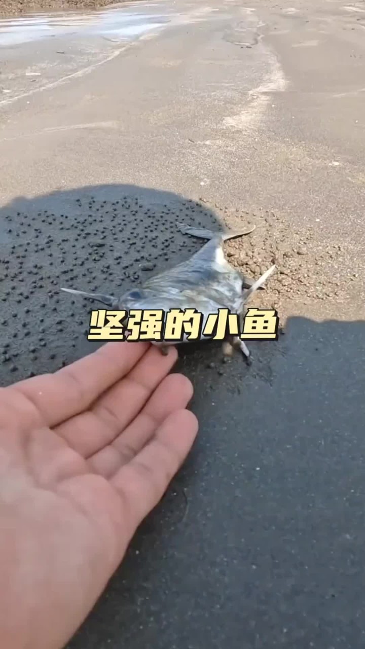 坚强的小鱼 小鱼搁浅在沙滩上，毫无生命迹象，没想到回到水里又