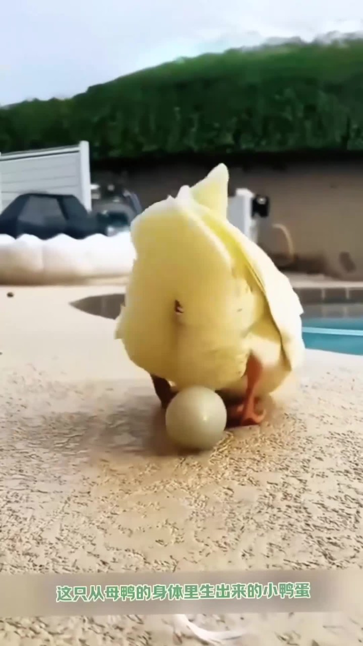 这只鸭子有点可爱