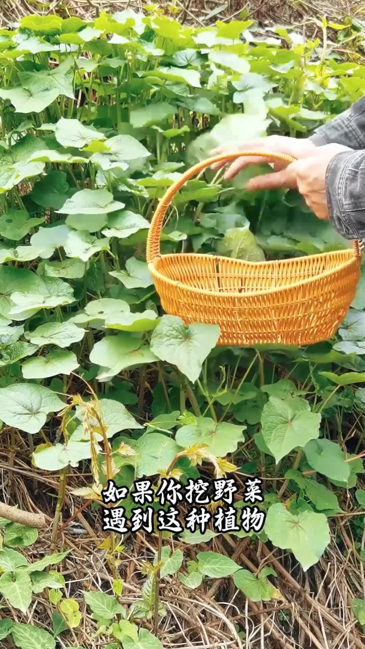 这种野菜可别乱挖,它是国家保护野生植物金荞麦