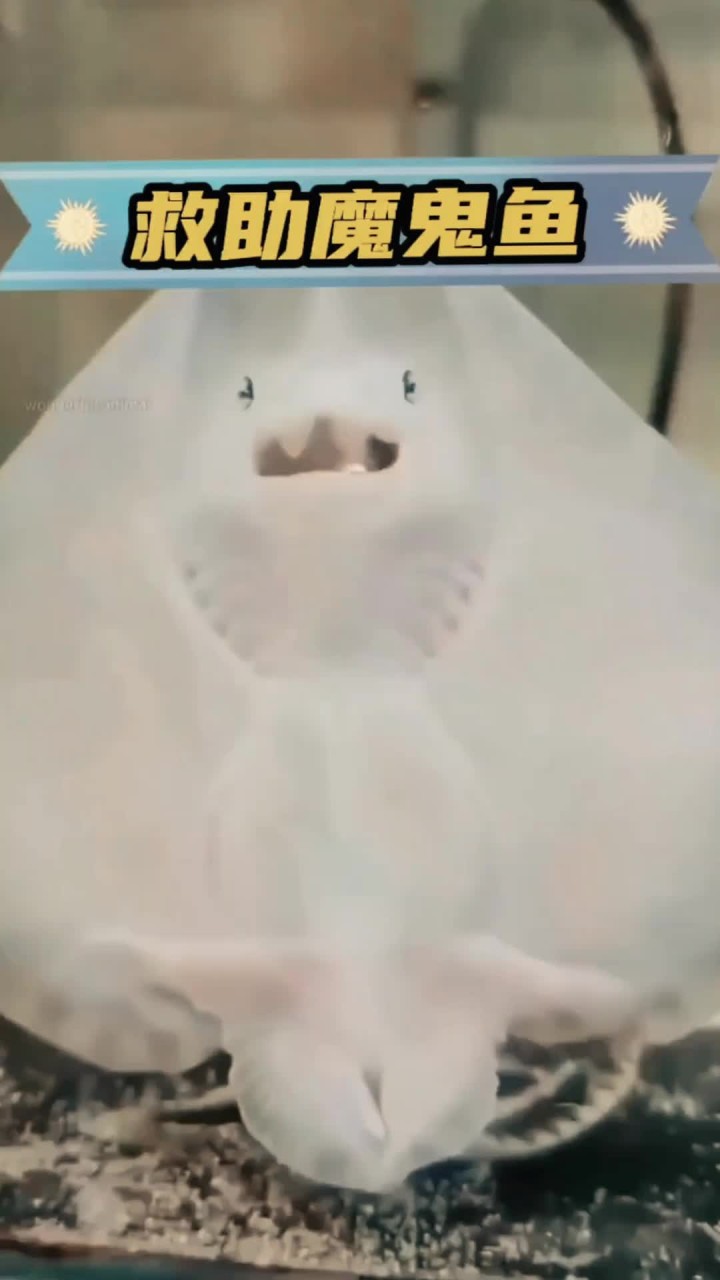 魔鬼鱼妈妈由于难产已经死亡,男人将小魔鬼带回家照顾