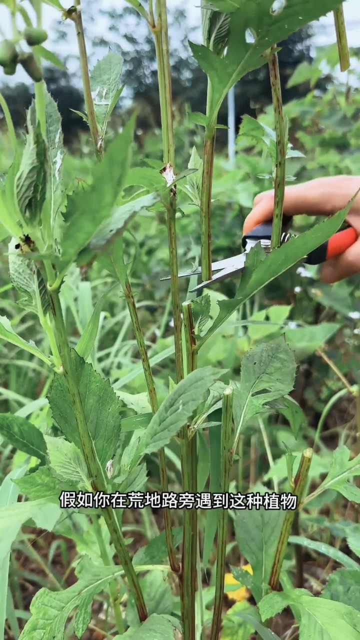 又名红头草、冬风菜、假茼蒿、革命菜、昭和草等,你那里又叫它什么名字呢?