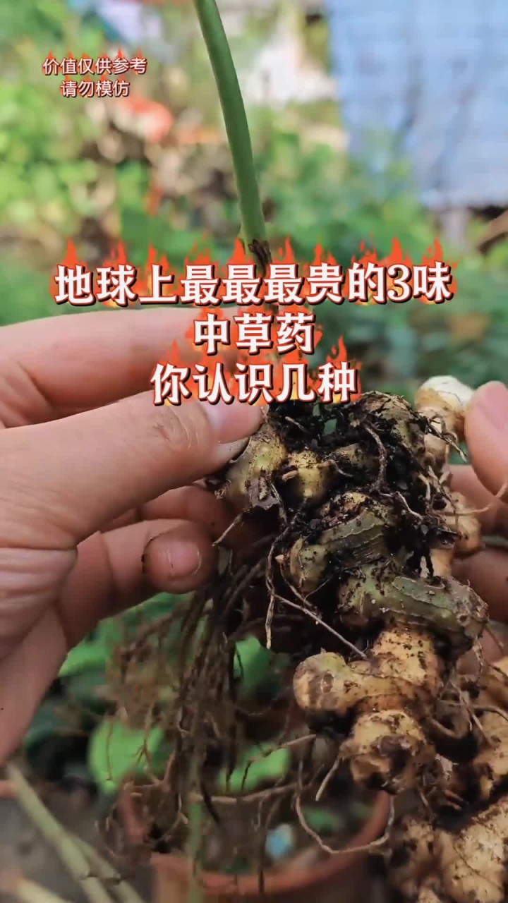 野生中药材图片大 地球上最最最最贵的三味中草药你认识几种?