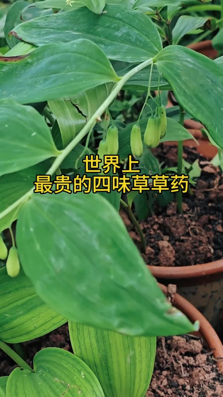 野生中药材图片大 世界上珍贵的。四味草药