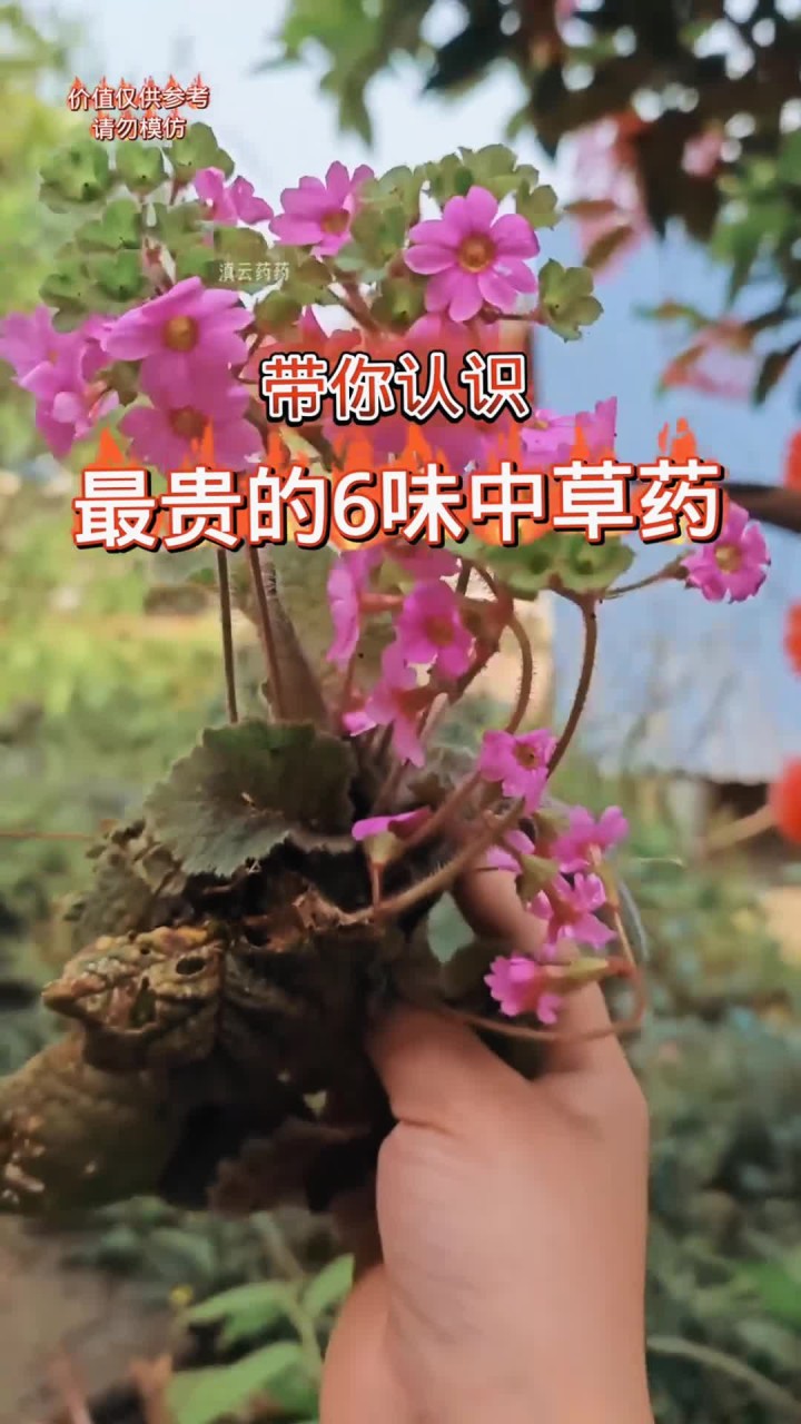 野生中药材图片大 带你认识最贵的六味中草药