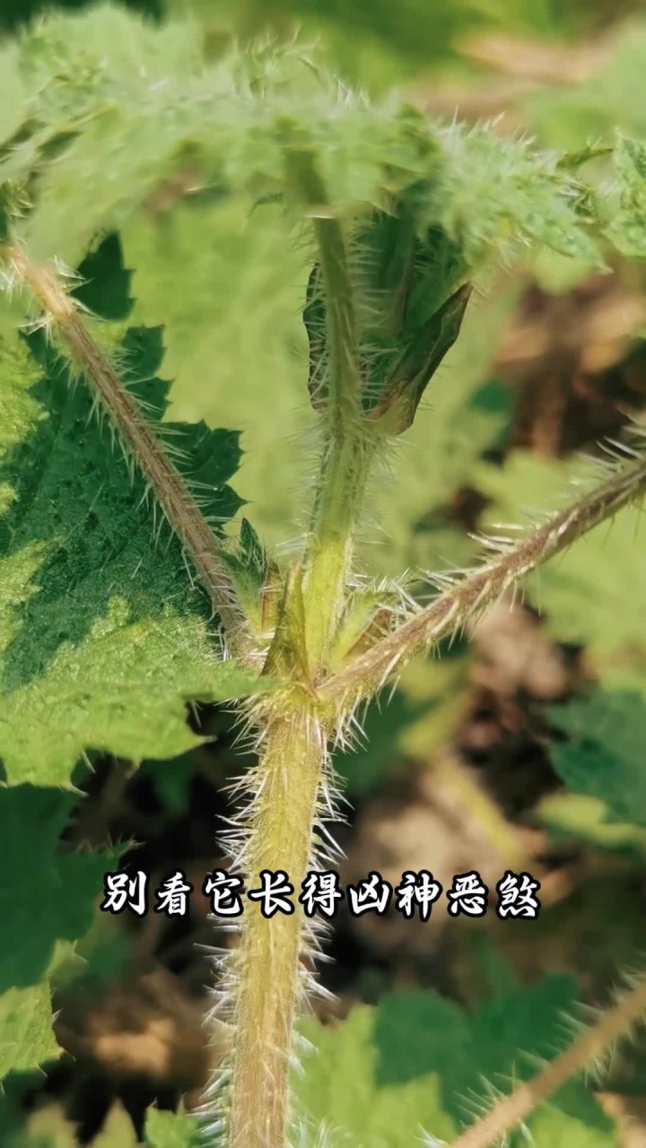 荨麻:民间叫它“咬人草”、“霍麻”等,也是可以食用的美味野菜