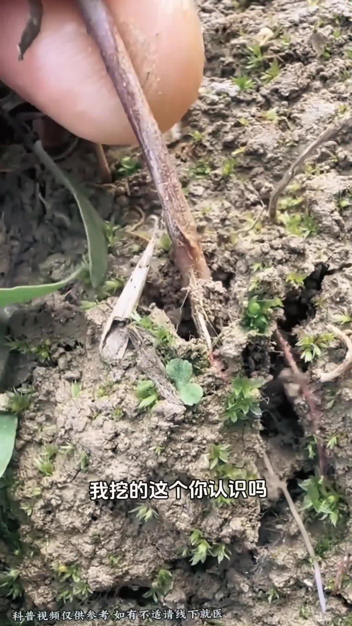 吃过灰灰菜的人都不小了