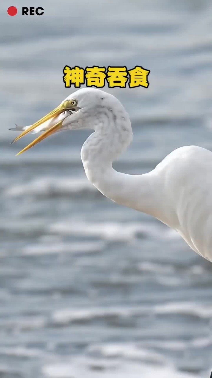 白鹭吞食鱼儿的精彩场面