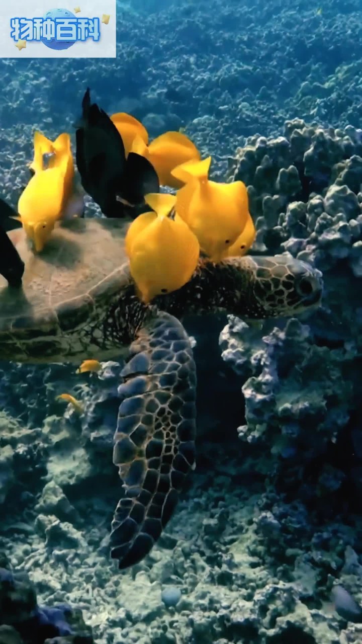 海龟的清洁工～黄高鳍刺尾鱼
