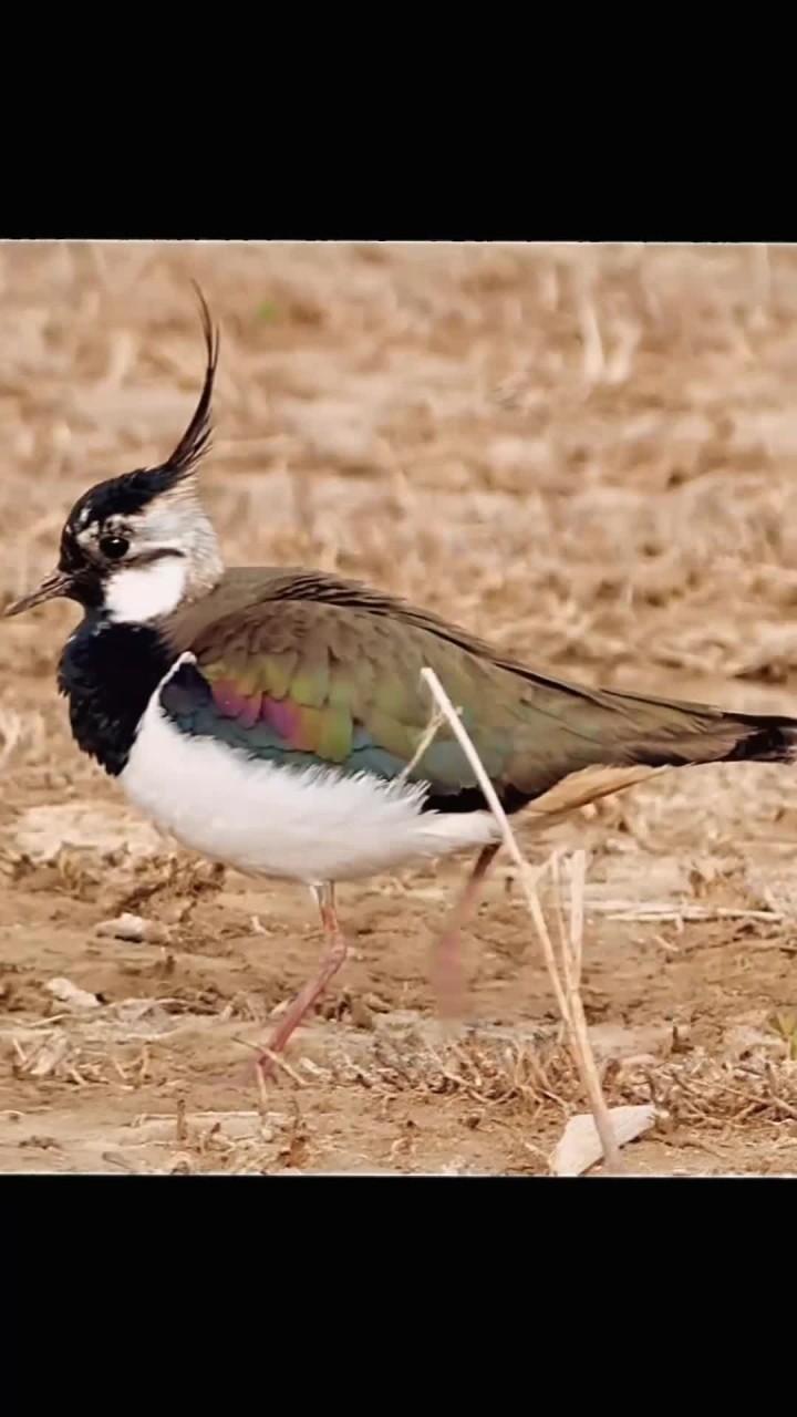 七彩的凤头麦鸡