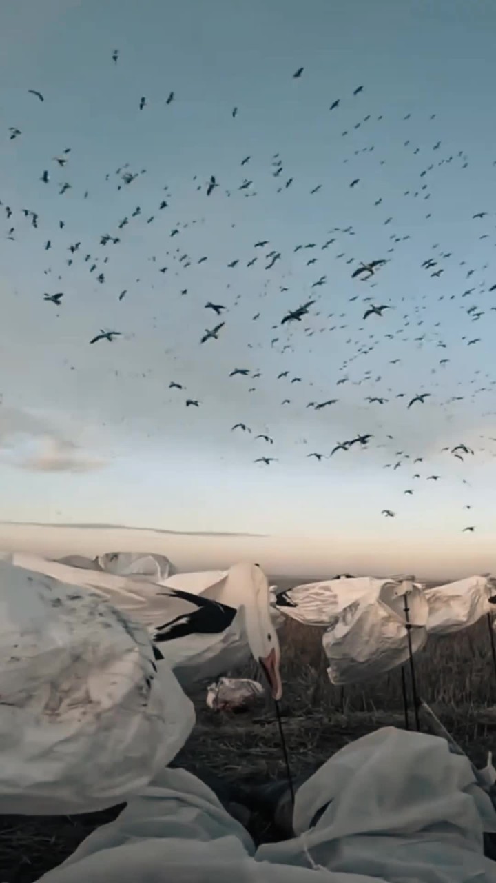 猎人老六狩猎雁鸭的全过程