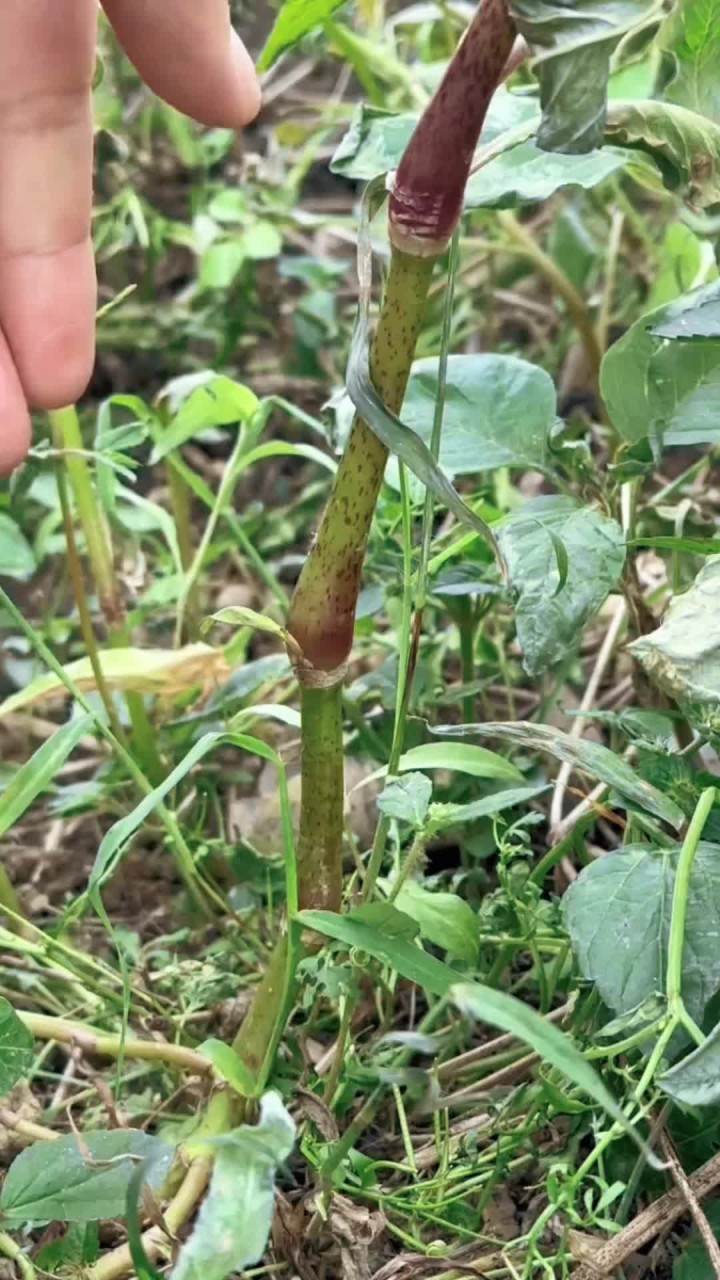 辣蓼草俗名叫醉鱼草