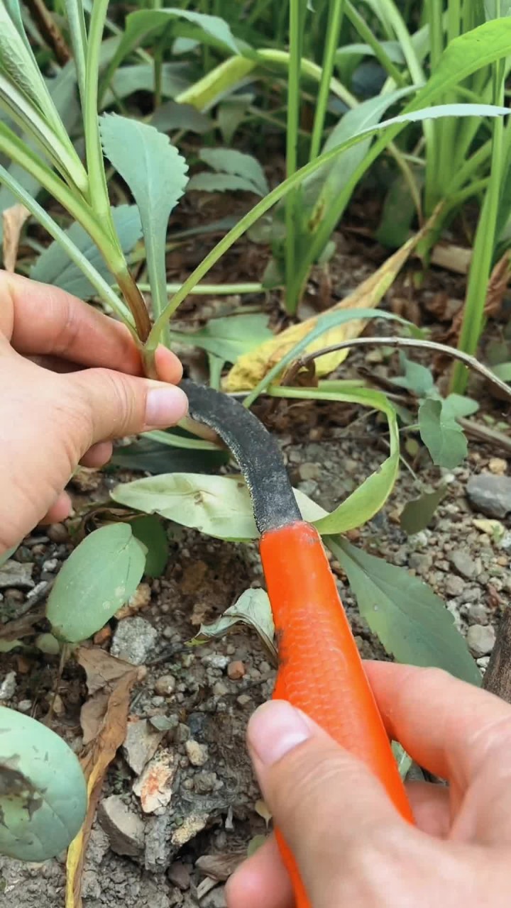 苦斋又叫苦斋婆,中文学名败酱草