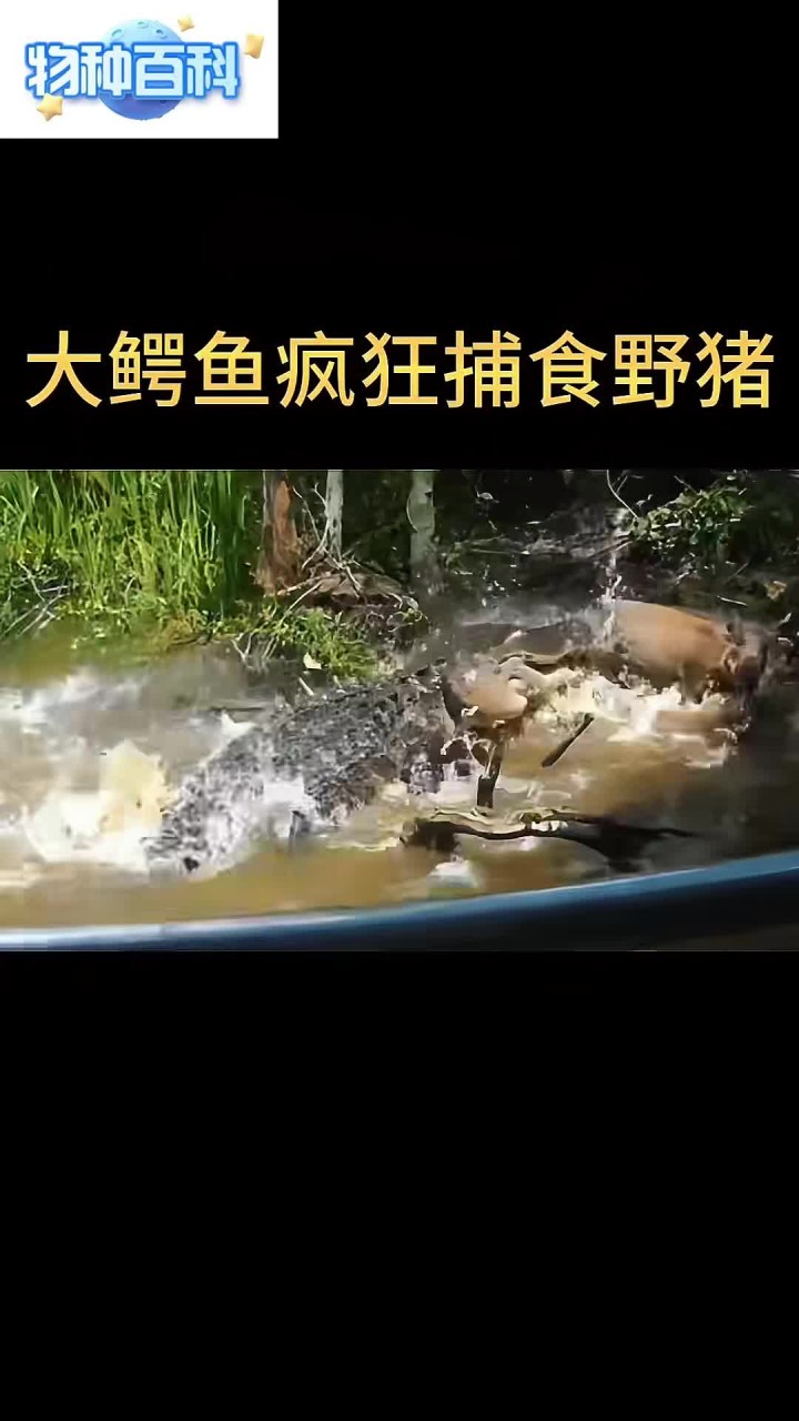 大鳄鱼疯狂捕食野猪!