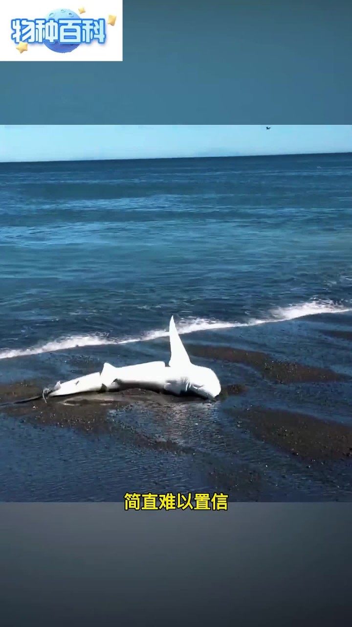 大蓝鲨被搁浅在沙滩上,好心的老人将它拖回大海