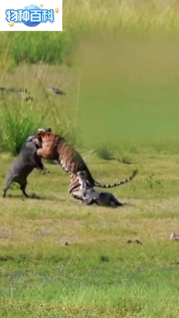 鳄鱼偷袭老虎,直接被老虎吓傻