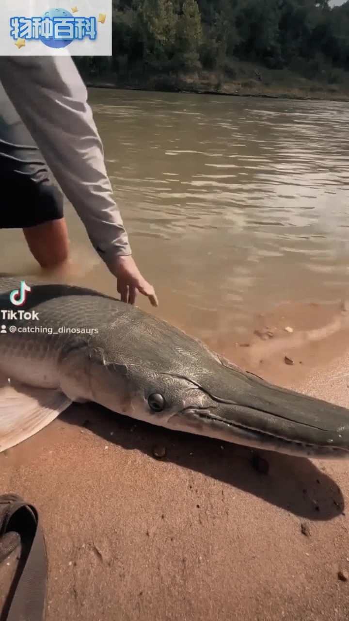 雀鳝鱼,外来物种,淡水鱼类顶级杀手,善于装死,剧毒,不可食
