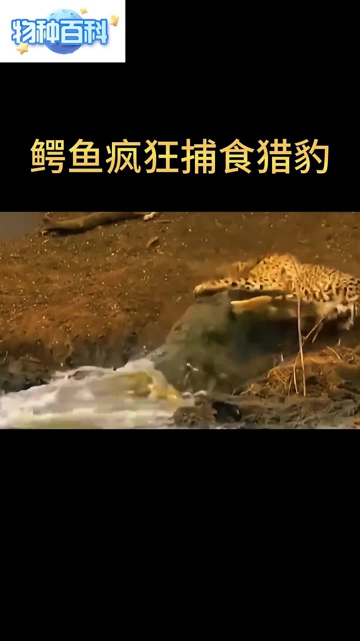 鳄鱼疯狂捕食猎豹!