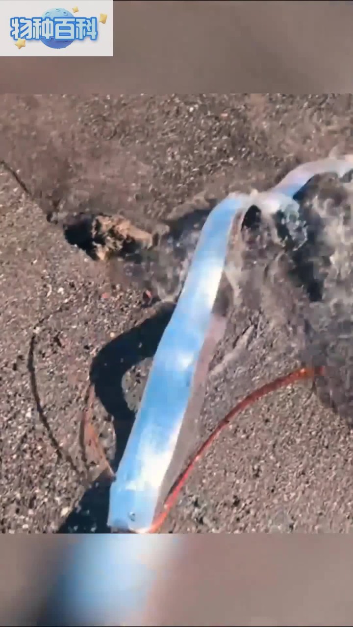 世界上最长的硬骨鱼之一,深海鱼海龙