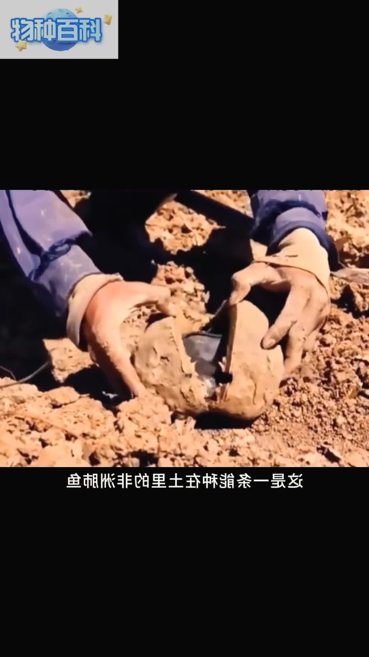 非洲肺鱼,在土里没有水和食物,照样能活个三五年!