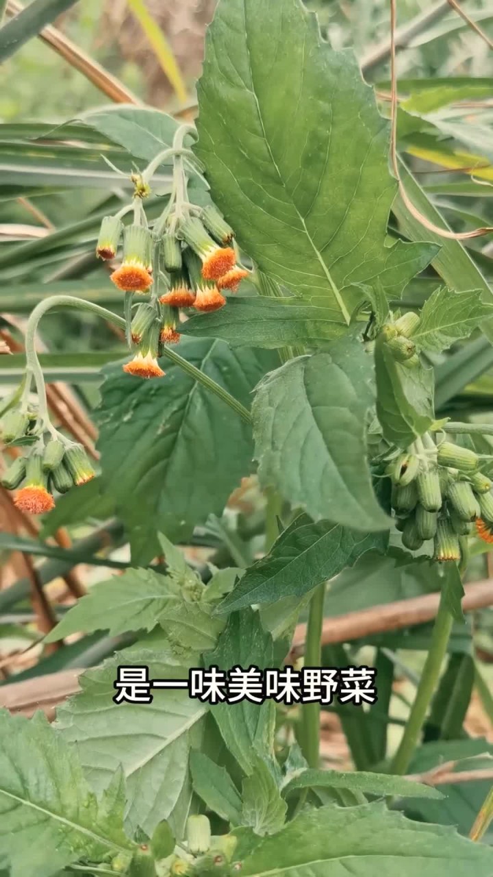野茼蒿是一种美味野菜,它还有一个名字叫“革命菜”,据说跟琼崖红军有关