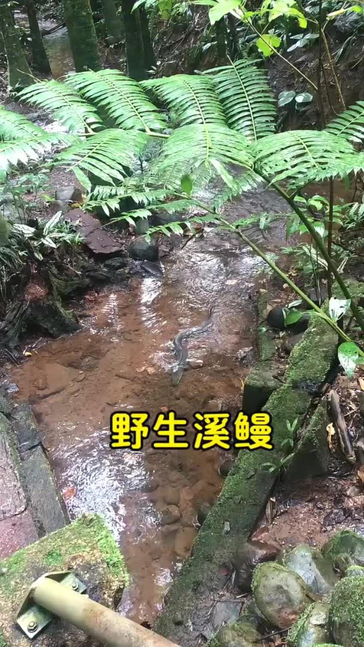野生溪鳗