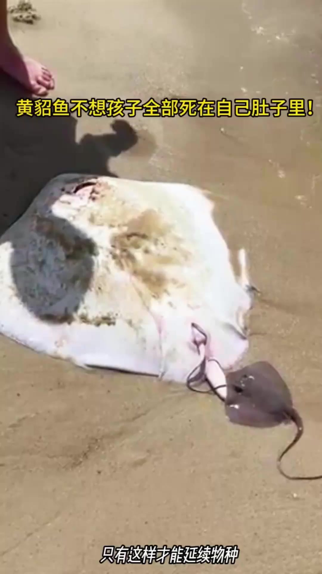黄貂鱼在生命的最后一刻还在想着孩子!