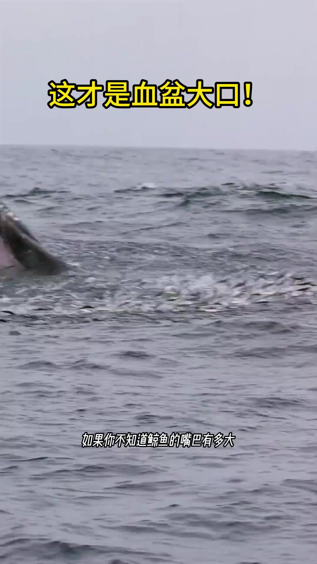 鲸鱼吃饭的时候太壮观了!_11268