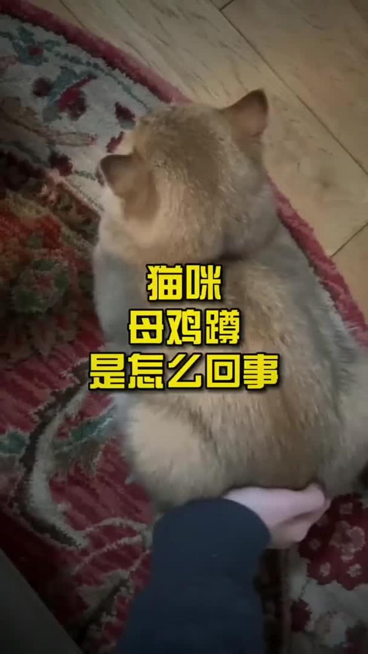 猫咪母鸡蹲是怎么回事