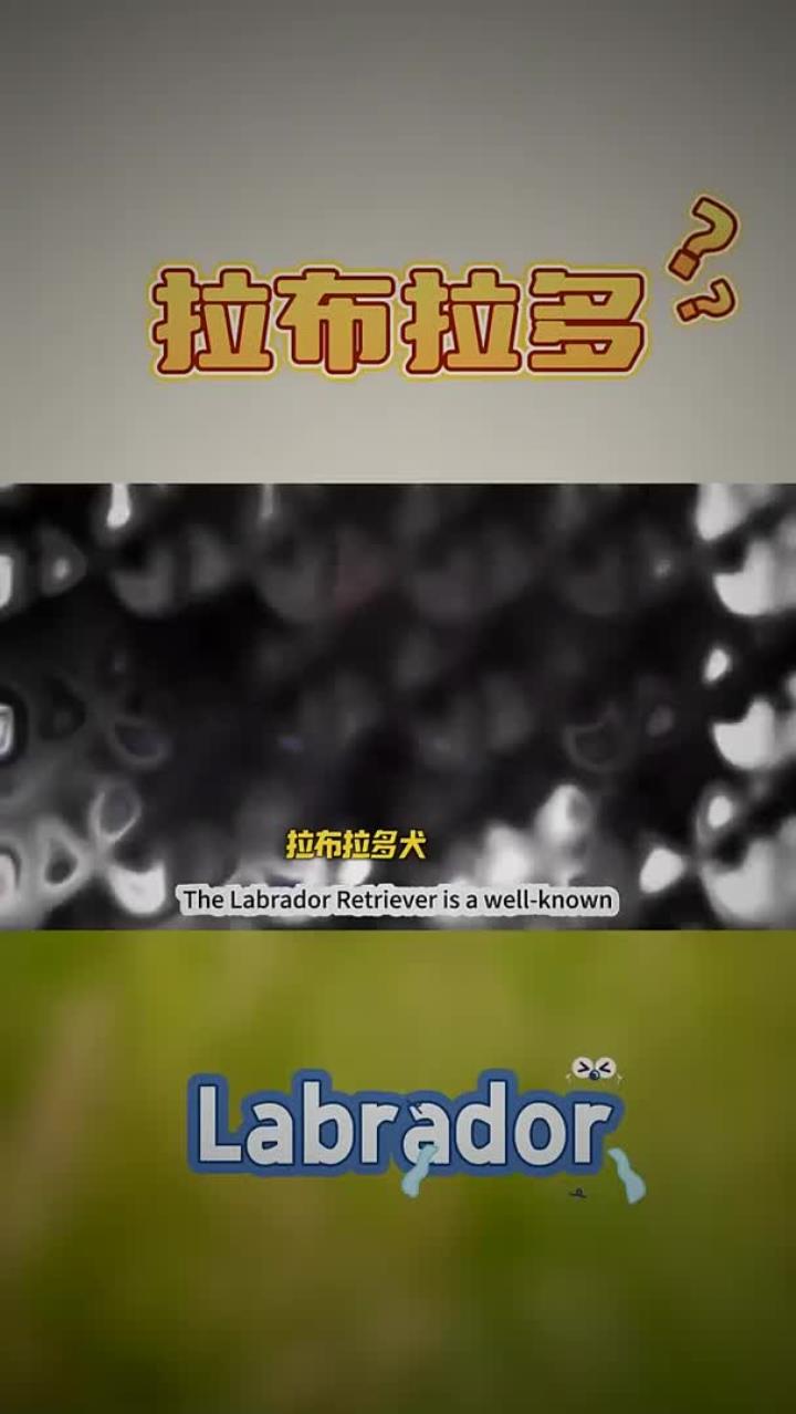 拉布拉多犬是一种广为人知且备受喜爱的犬种,它们体型中等,肌肉结实,有短而浓密的被