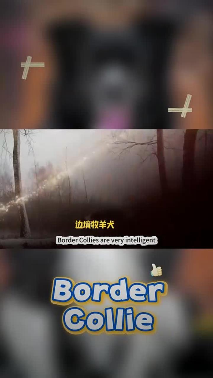 边境牧羊犬是一种非常聪明且精力充沛的犬种,体型中等,肌肉发达,它的身体结构紧凑
