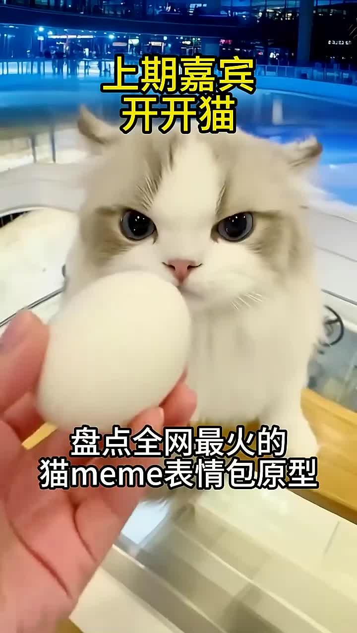 盘点全网最火猫meme表情包,出处都在哪?(37)