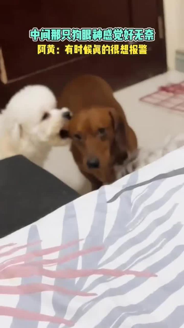 可爱小狗的视频中间那只狗的眼神好搞笑