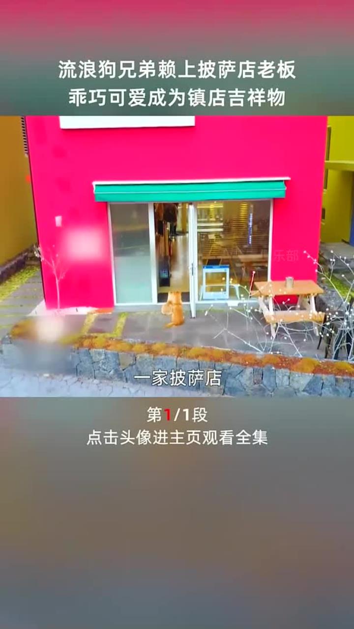 流浪狗兄弟赖上披萨店老板,乖巧可爱成为镇店吉祥物