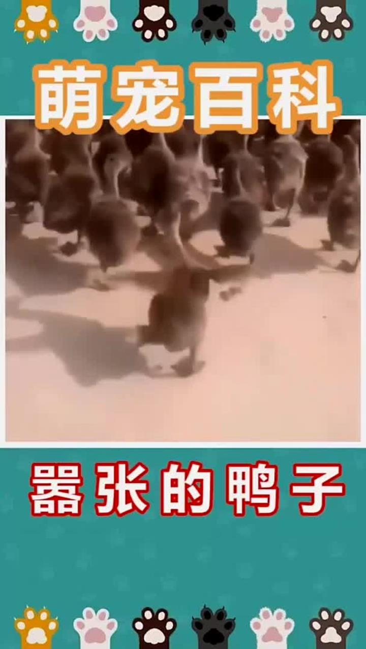 嚣张的鸭子!走路太嚣张不好,哈哈哈!