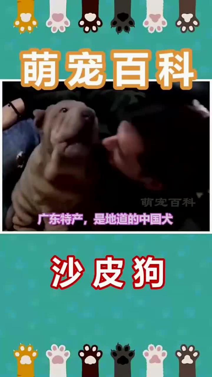 广东沙皮狗,有多少人想到了网红蛋糕。小时候都见过吧