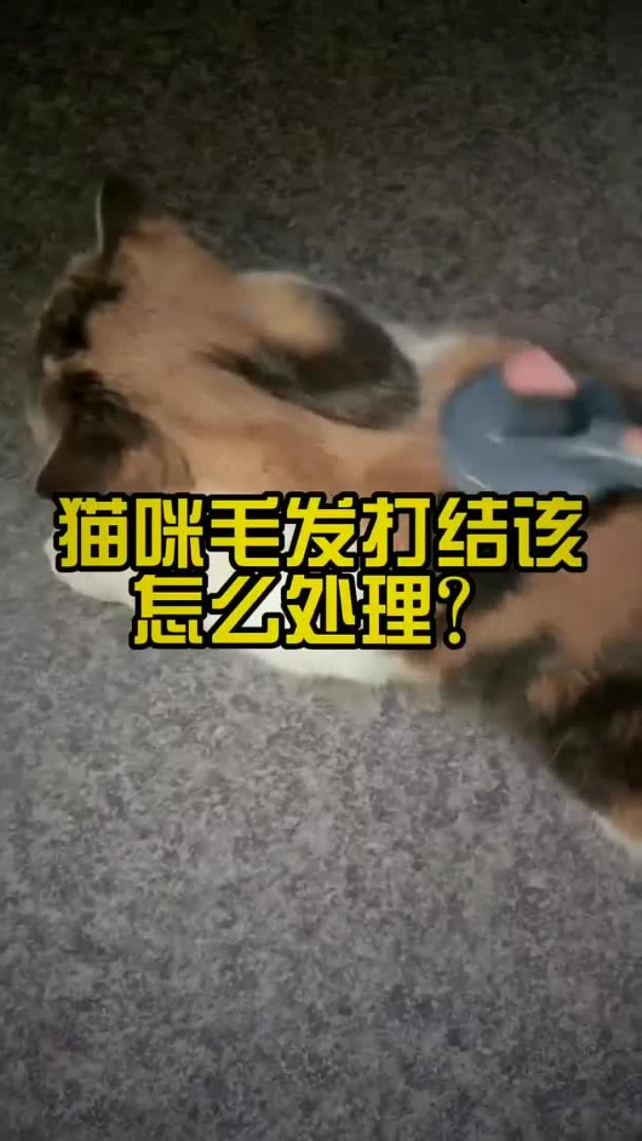 猫咪毛发打结该怎么处理?