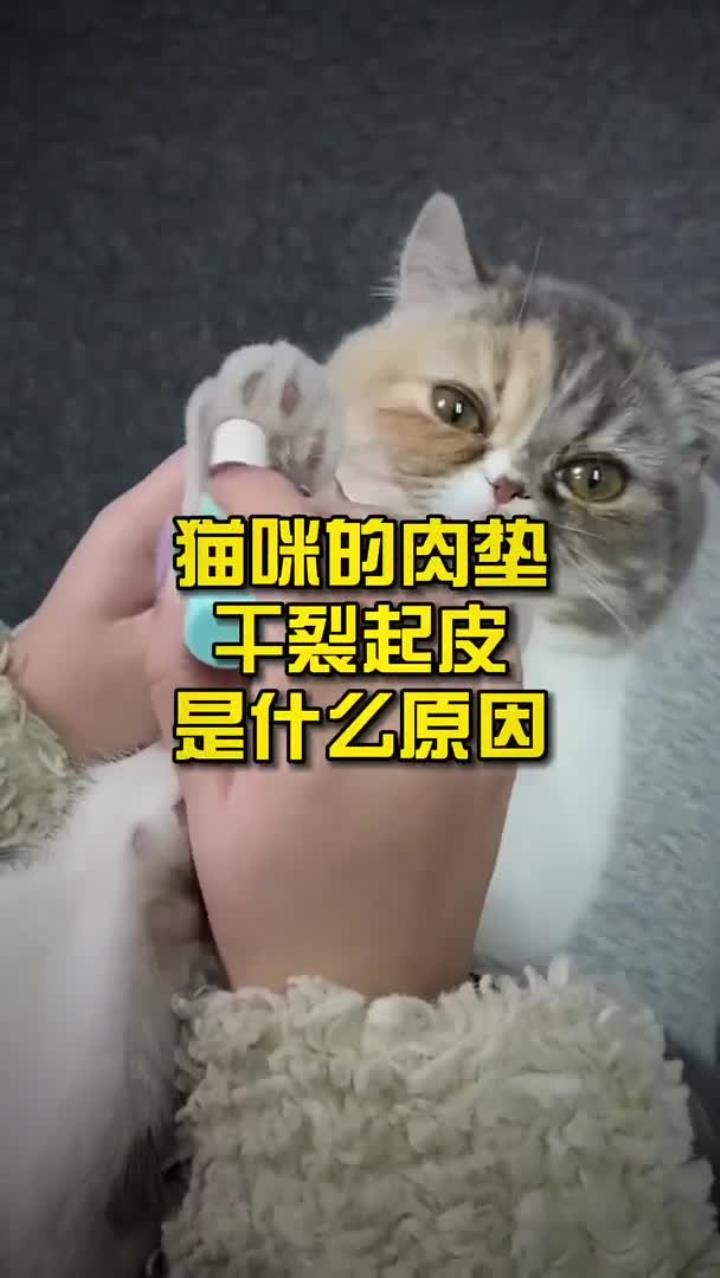 你知道猫咪肉垫干裂起皮是什么原因吗?