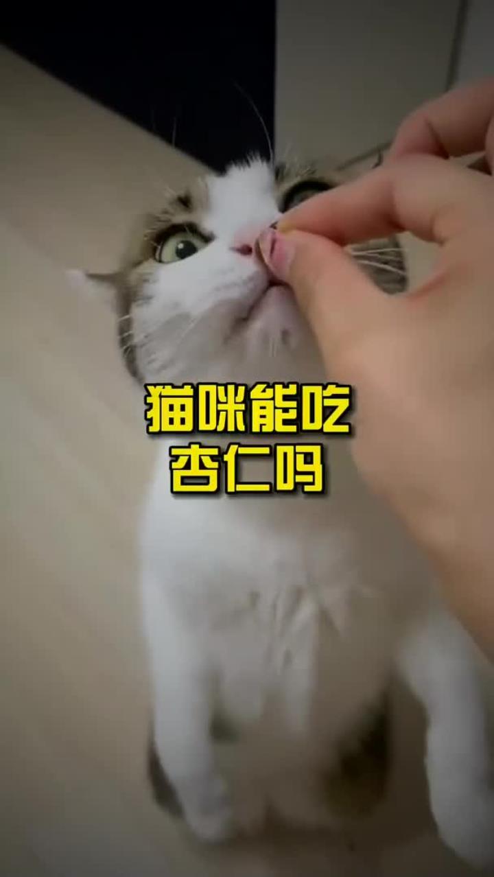 猫咪能吃杏仁吗
