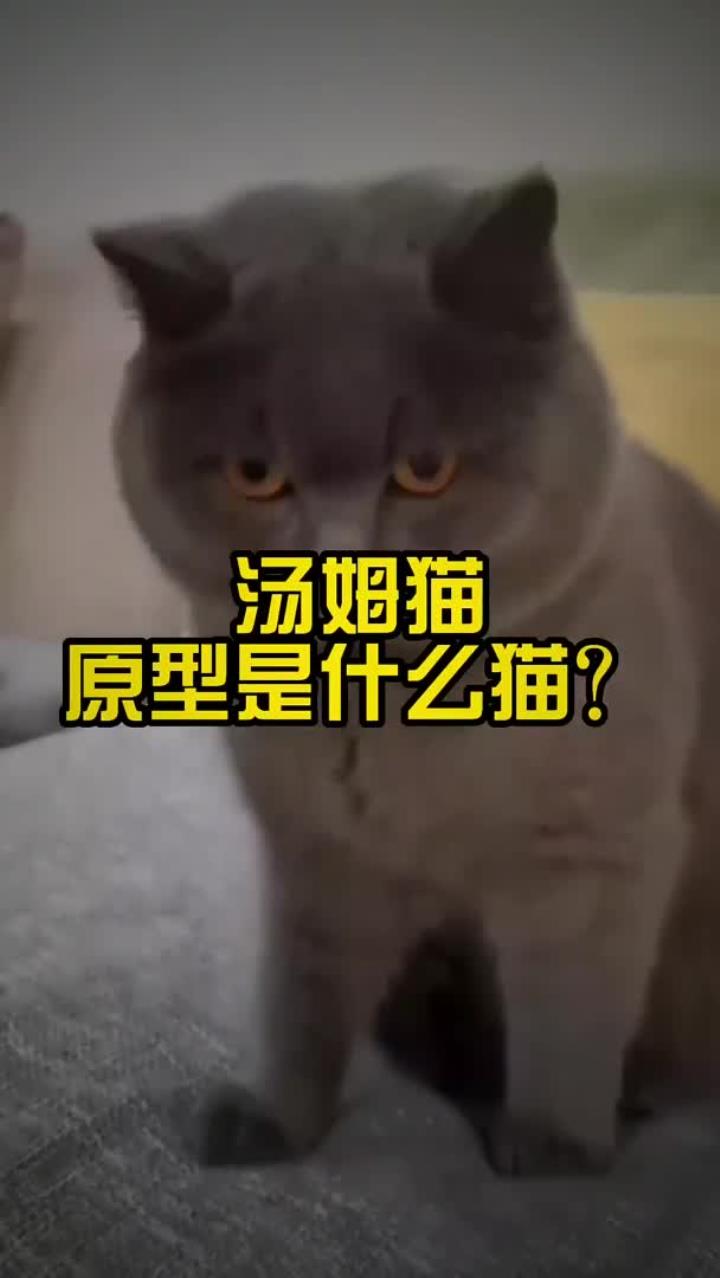汤姆猫原型是什么猫?