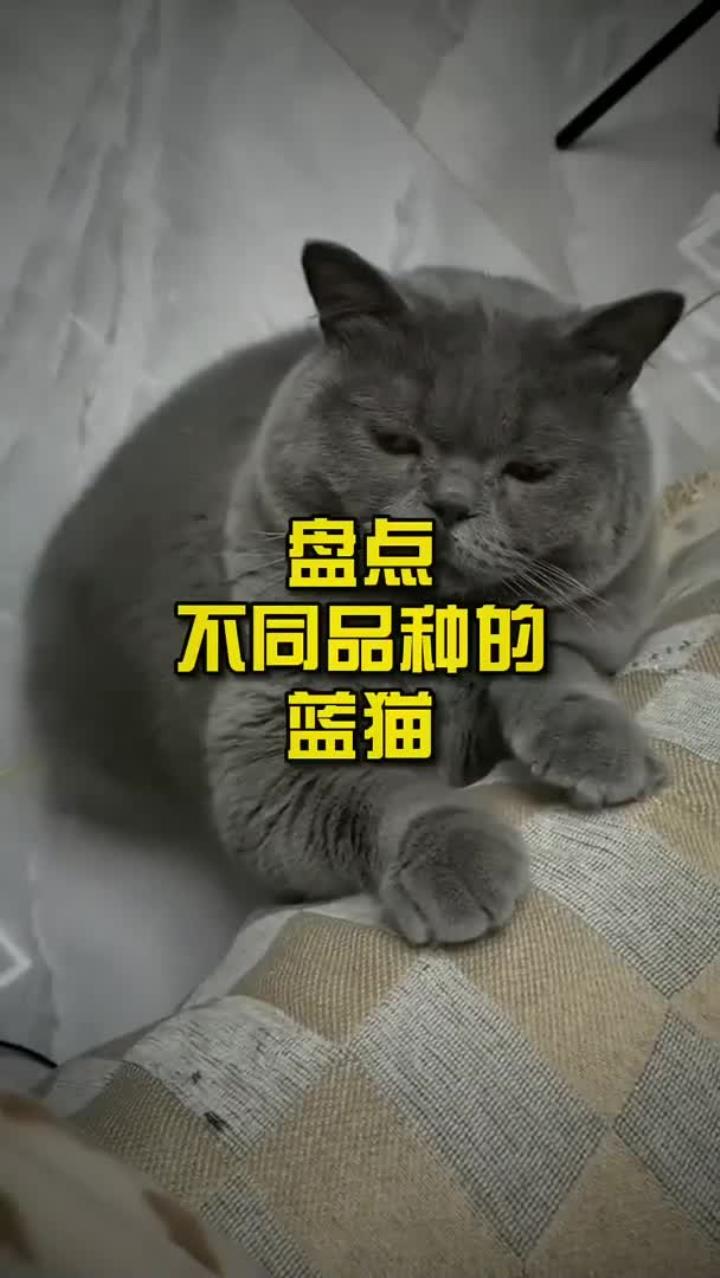 盘点不同品种的蓝猫!