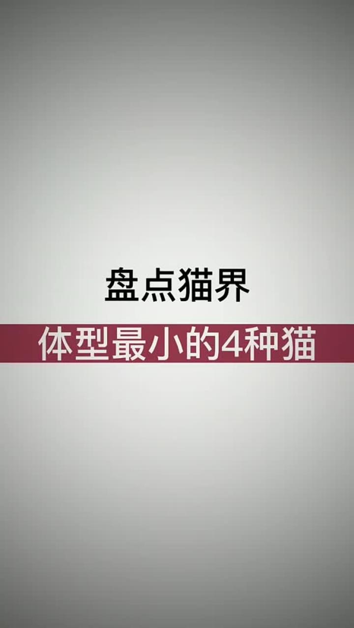 体型最小的4种猫