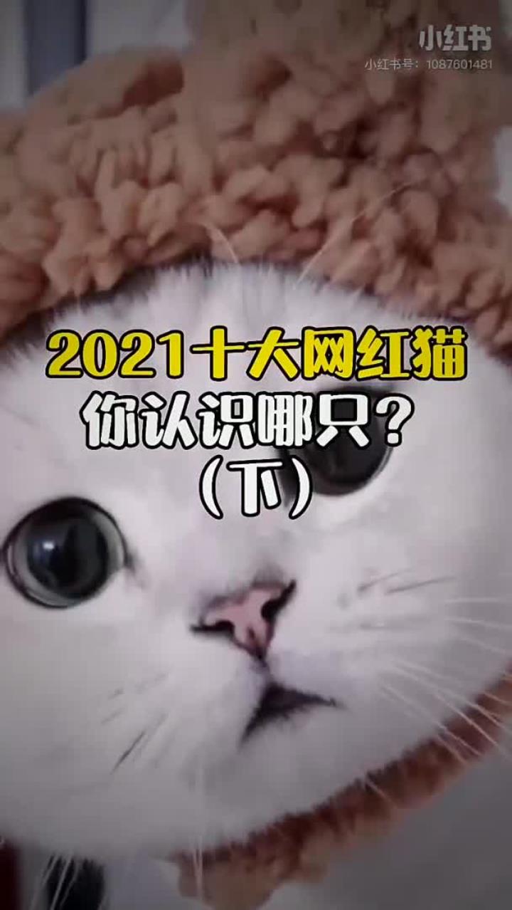 2021十大网红猫(下)