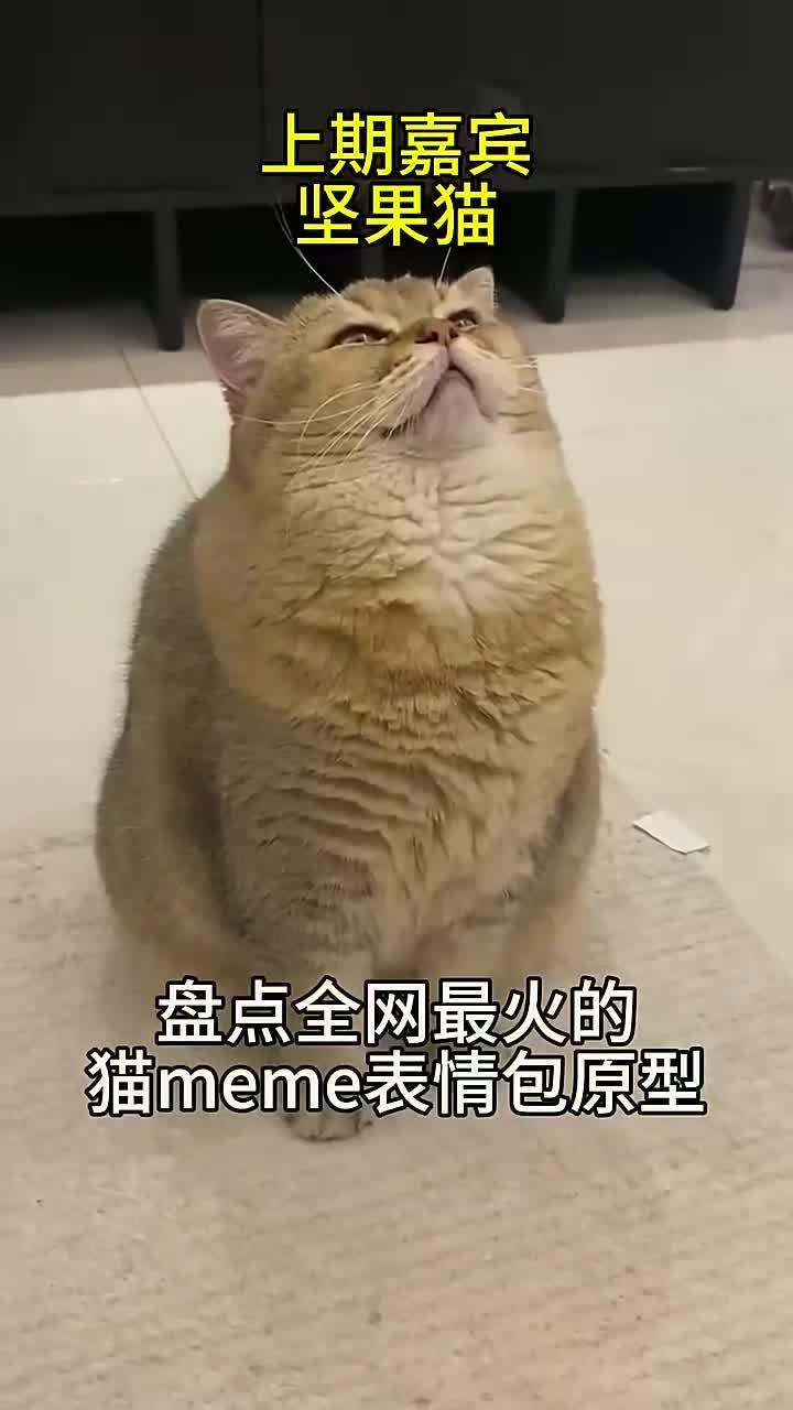 盘点全网最火猫meme表情包，出处都在哪？（29）